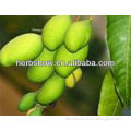 High Quality Irvingia gabonensis